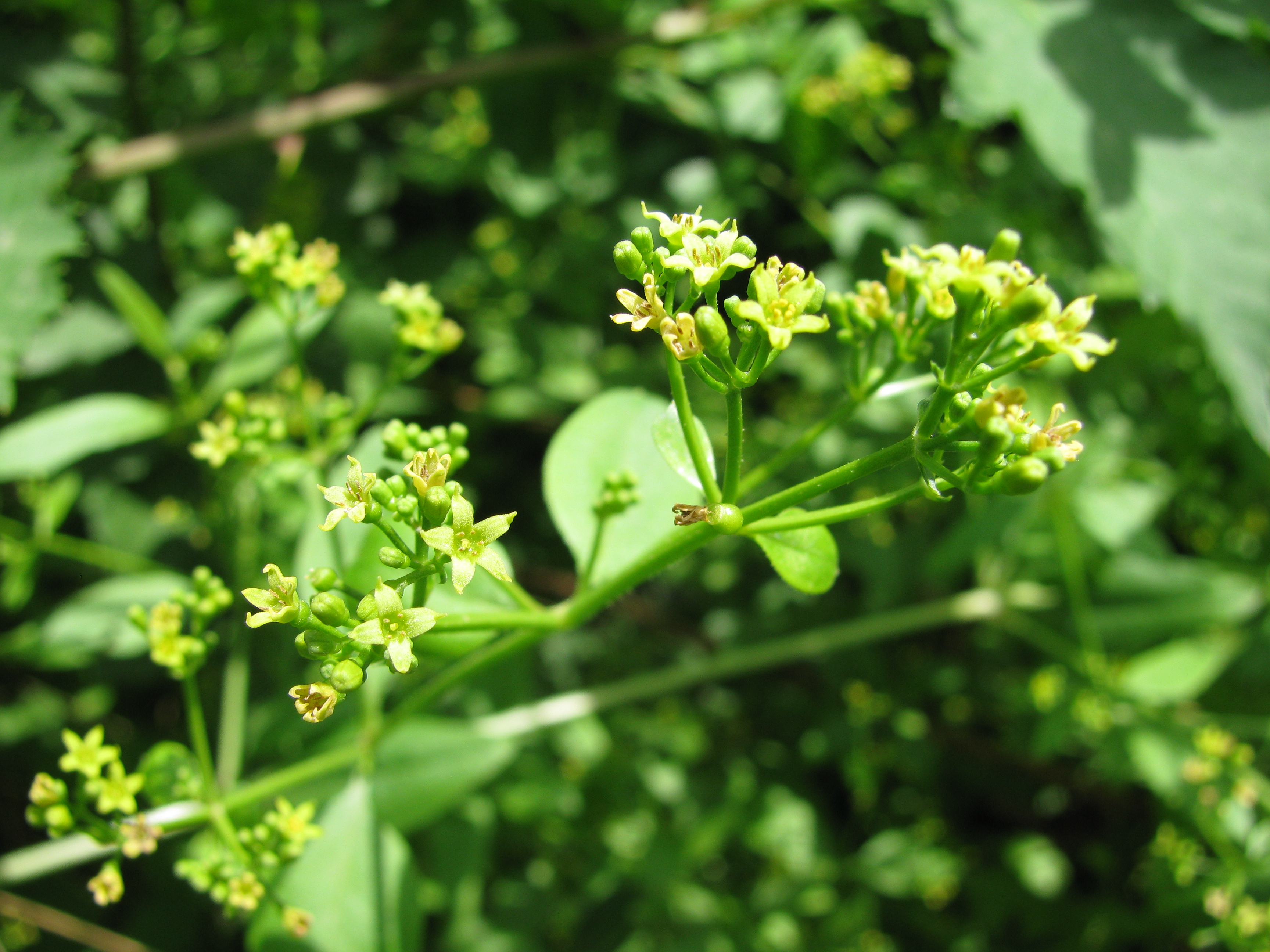 Plant Image